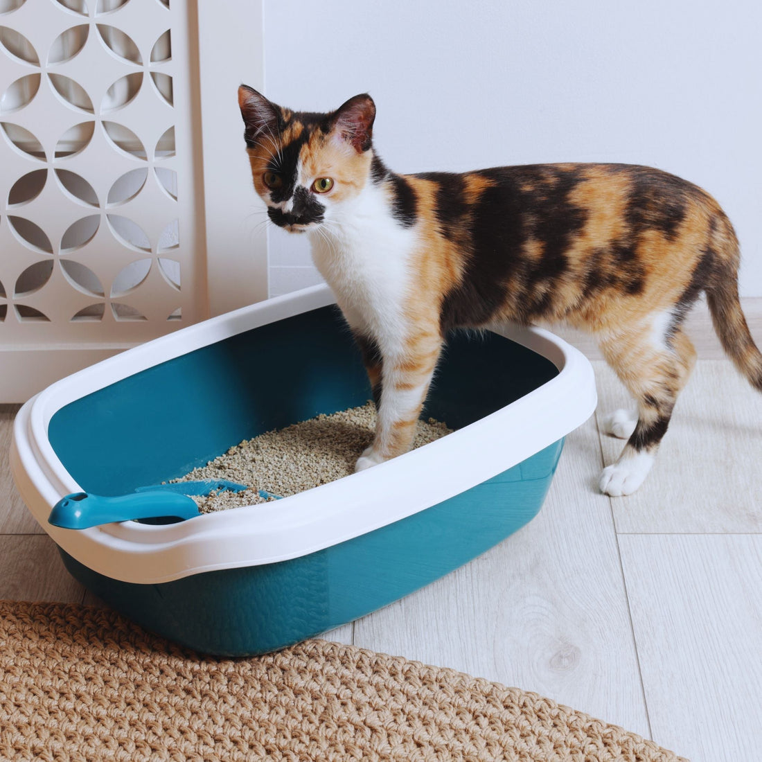Varför kissar katten utanför lådan? Vanliga orsaker och vad du kan göra