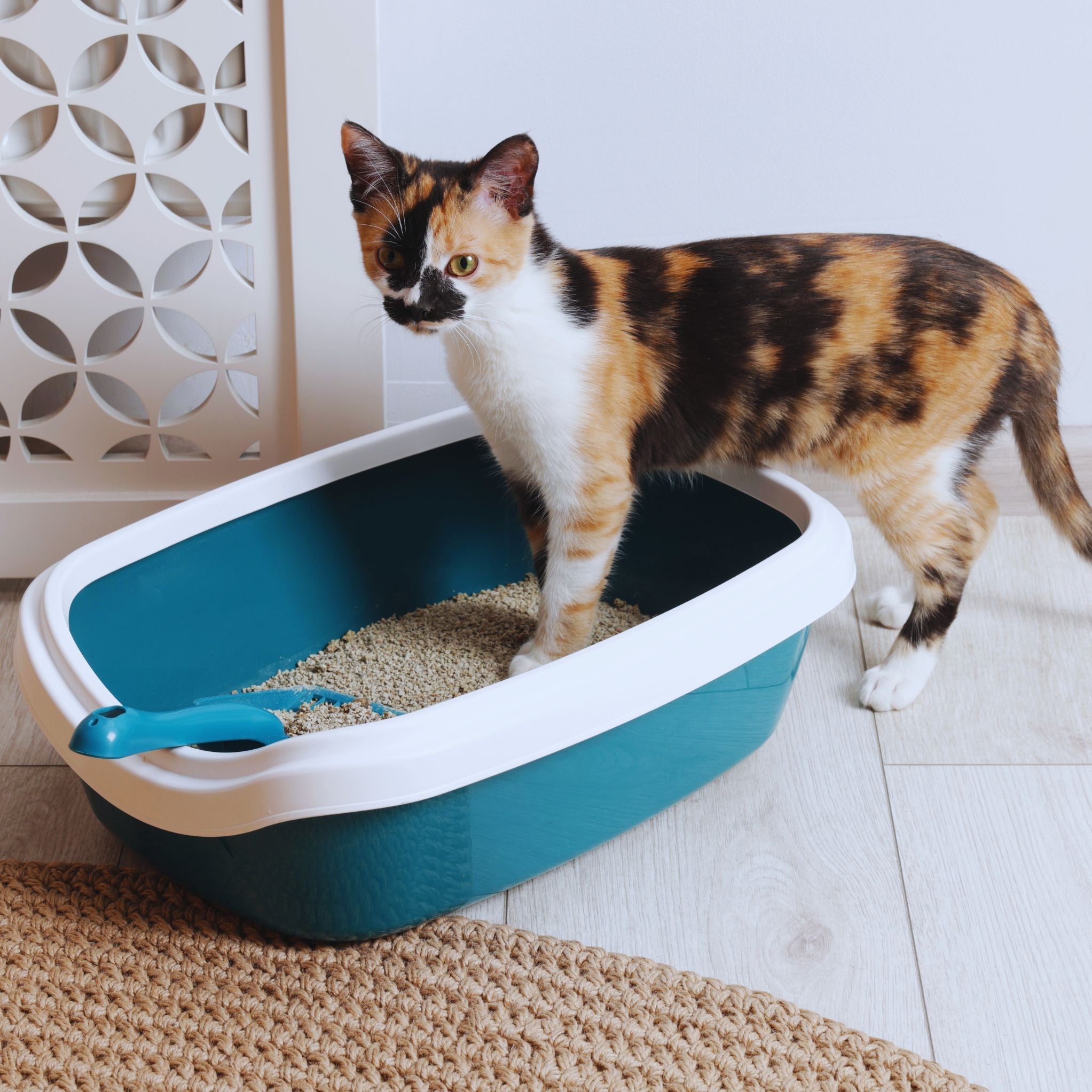 Varför kissar katten utanför lådan? Vanliga orsaker och vad du kan göra